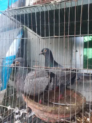 Racer Pigeon Running