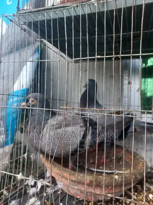 Racer Pigeon Running