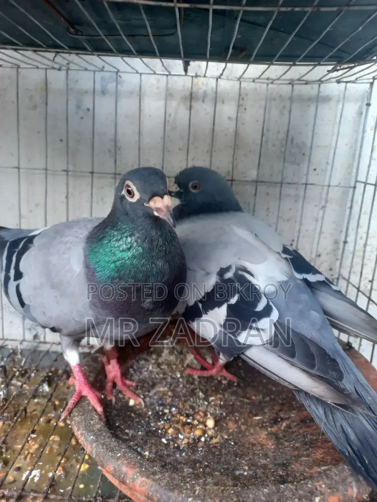 রেসার কবুতর লাল চোখ
