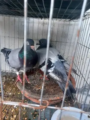 রেসার কবুতর লাল চোখ