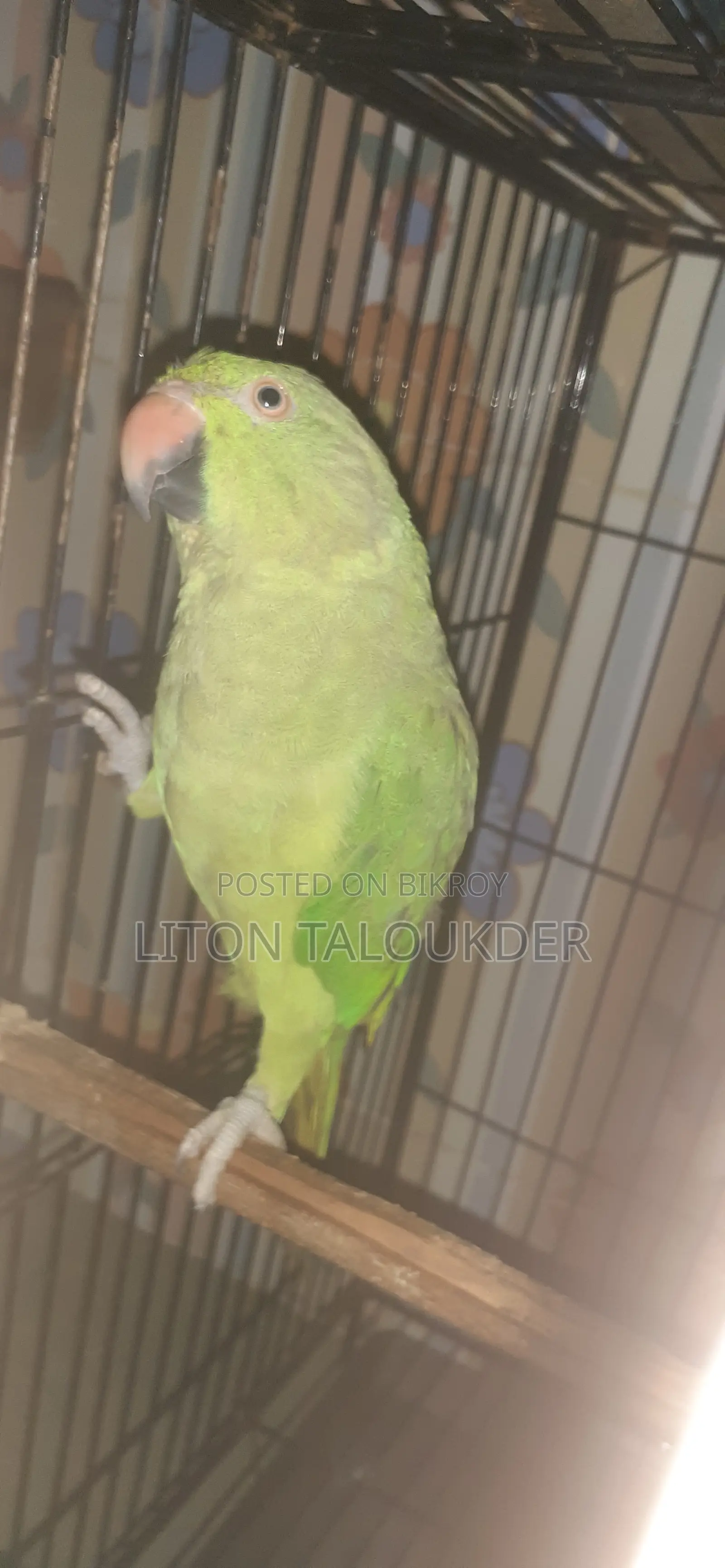কথা বলা টিয়া