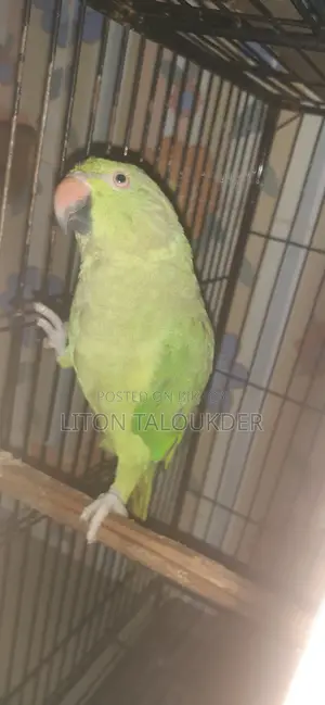 কথা বলা টিয়া
