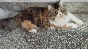 1+ Year Male Purebred Persian