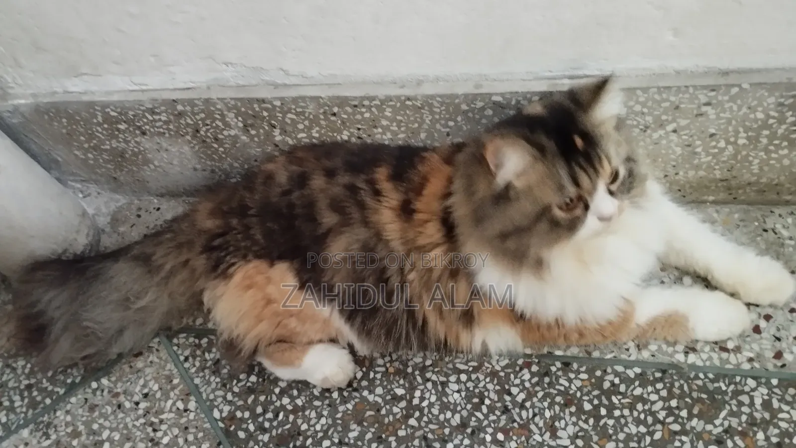 1+ Year Male Purebred Persian
