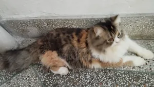 1+ Year Male Purebred Persian