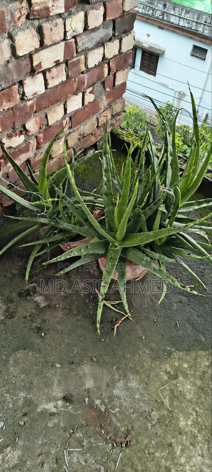 Mint and Aloe Vera Plants