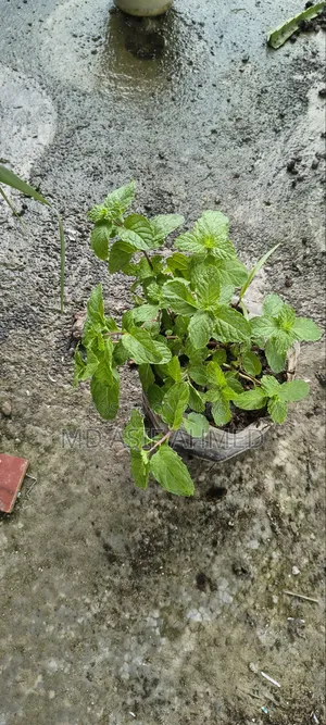 Mint and Aloe Vera Plants