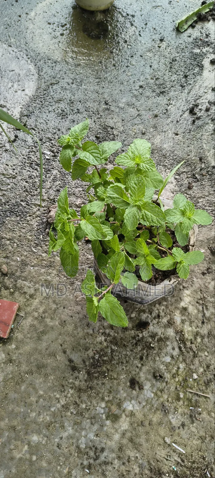 Mint and Aloe Vera Plants