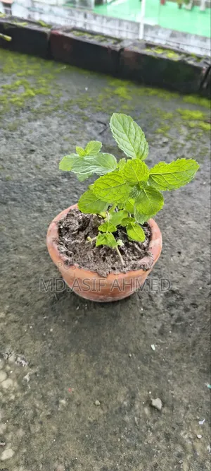 Mint and Aloe Vera Plants