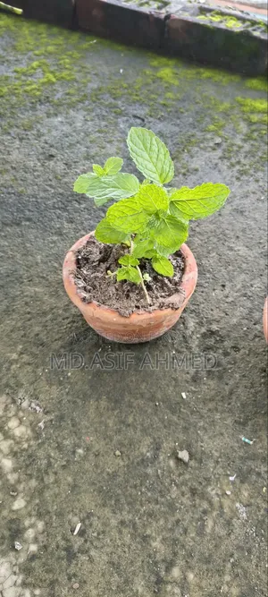 Mint and Aloe Vera Plants