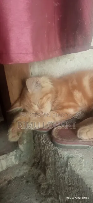 1-3 Months Male Purebred Persian