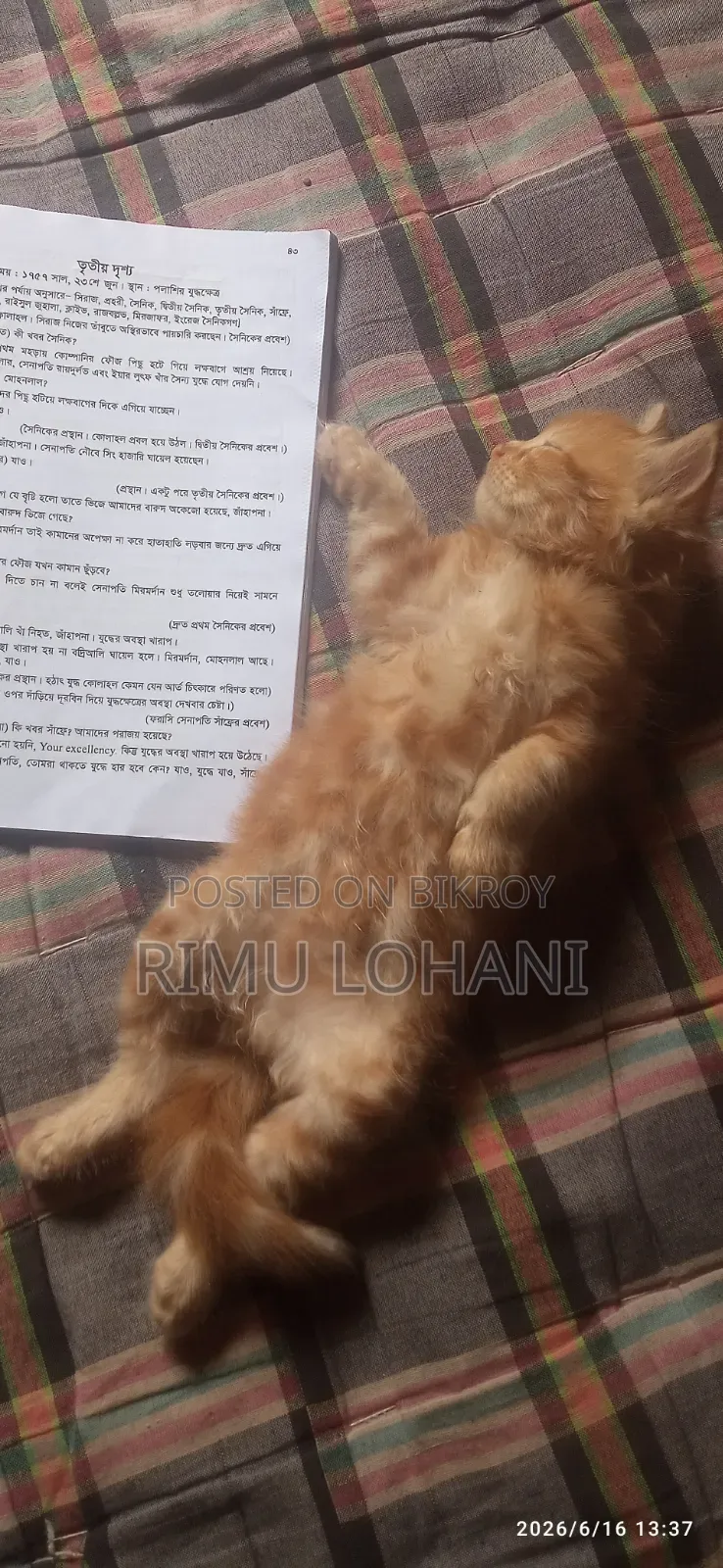 1-3 Months Male Purebred Persian