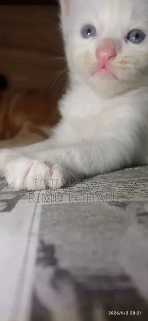 1-3 Months Male Purebred Persian