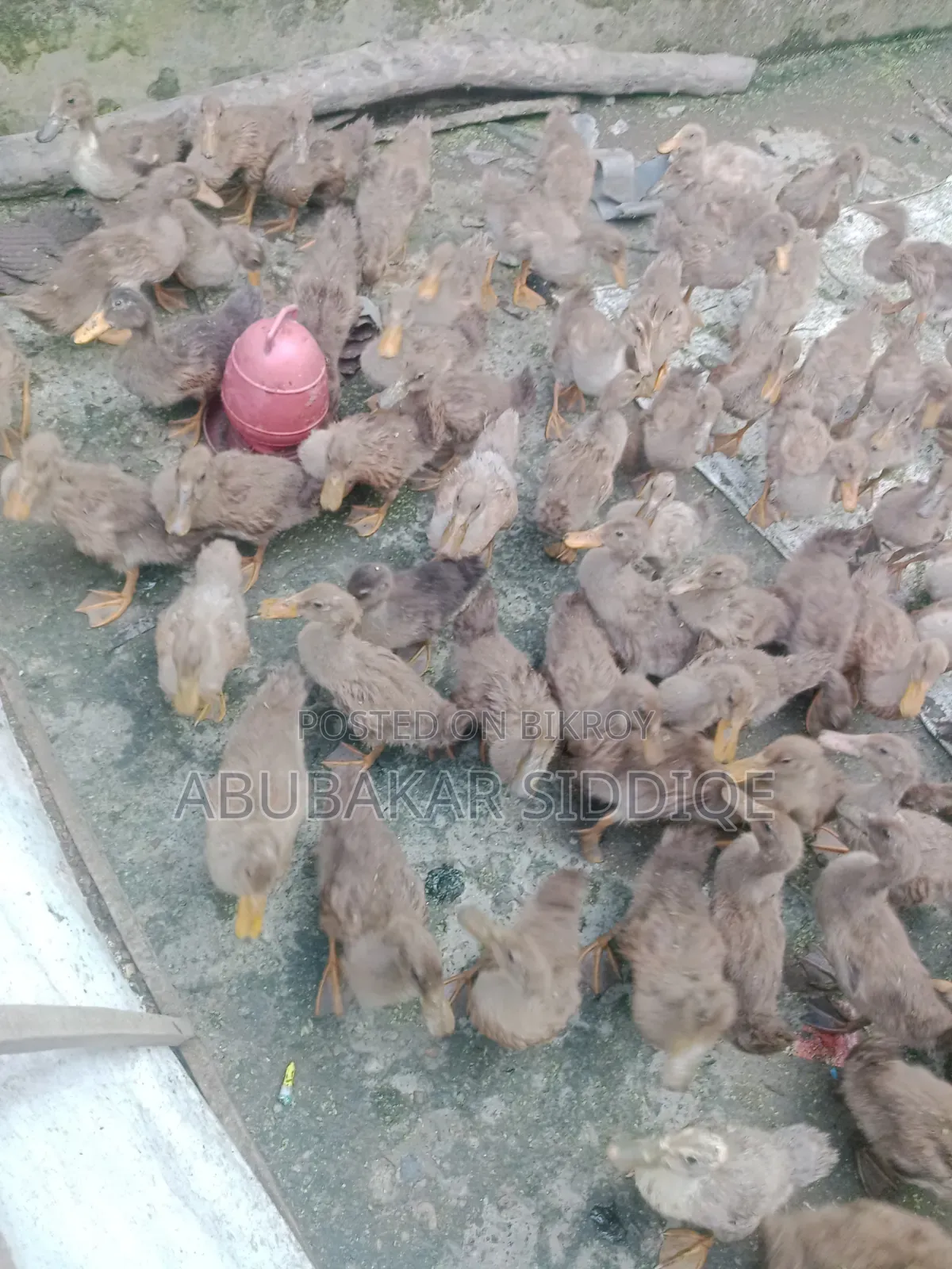 Ducklings