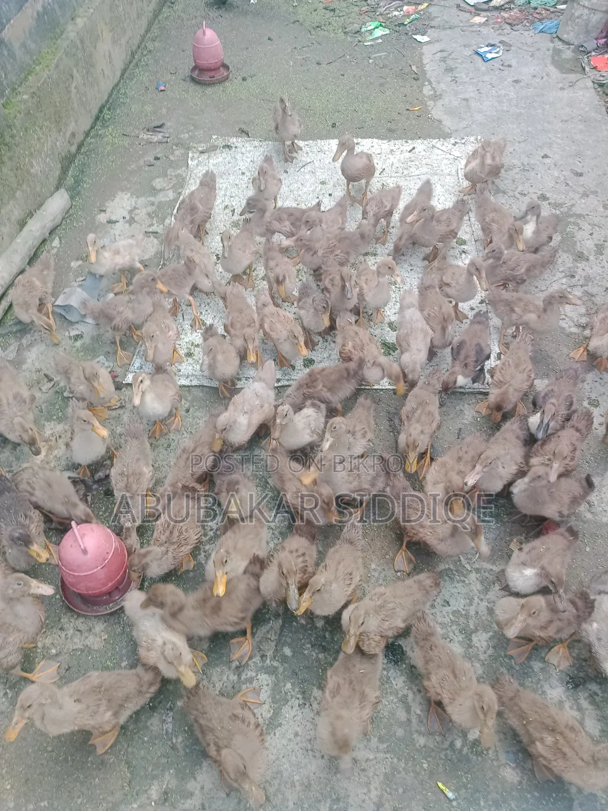 Ducklings