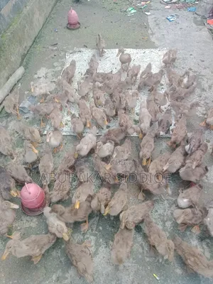 Ducklings