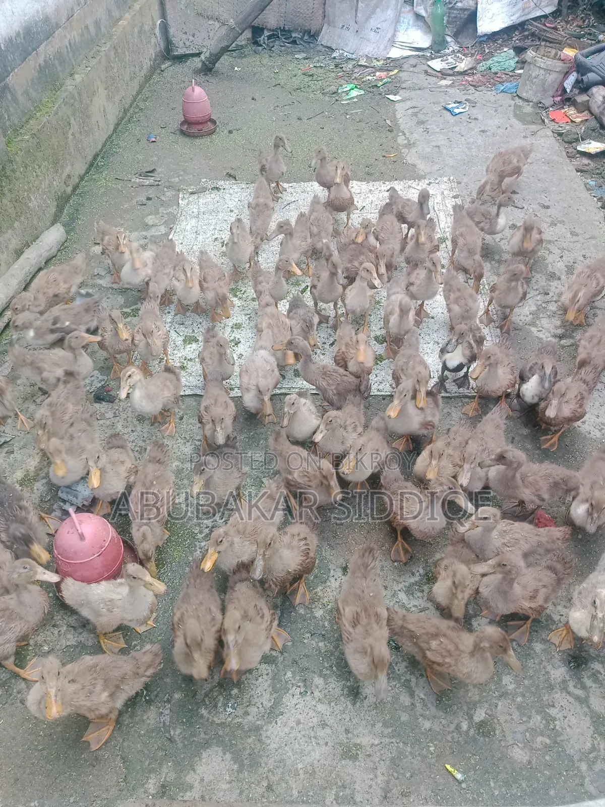 Ducklings