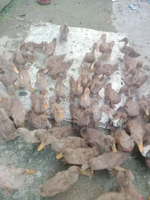 Ducklings