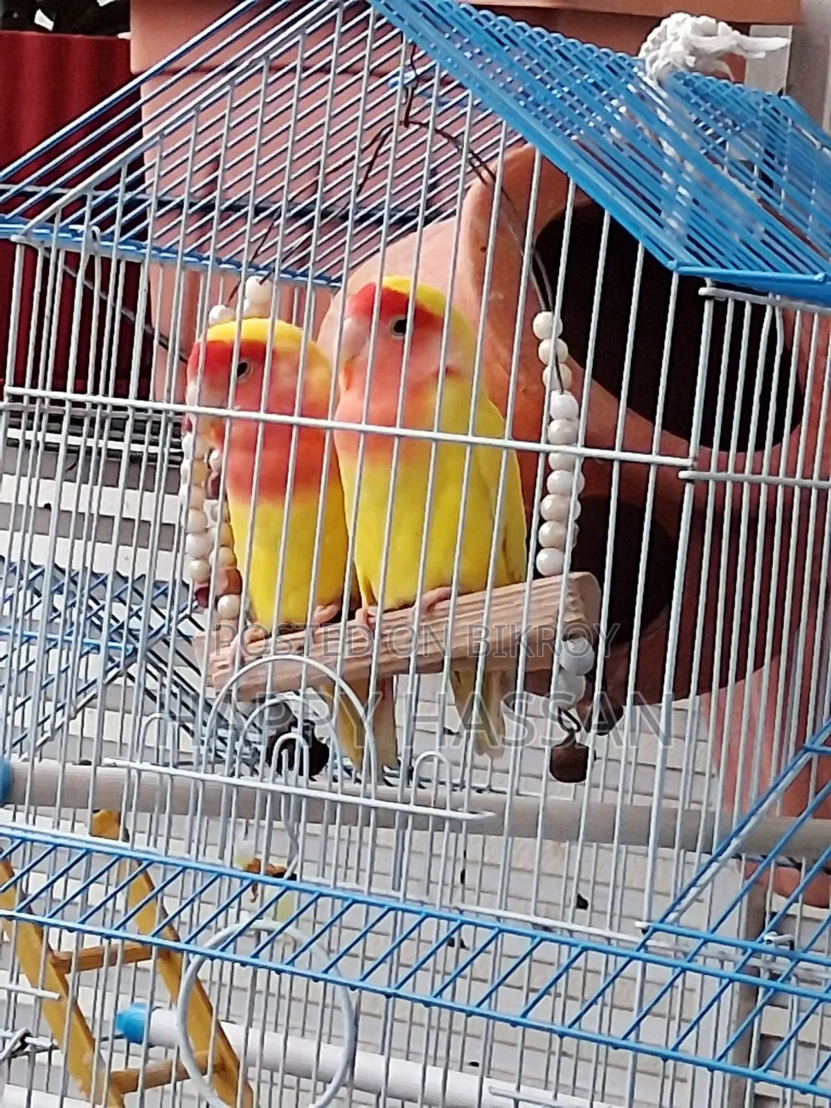 Lovebirds for Sale (Without Cage)