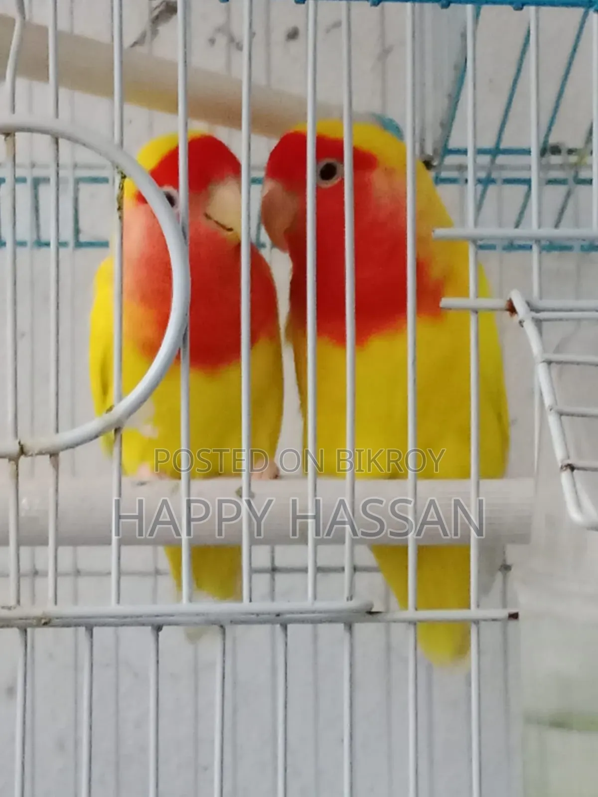 Lovebirds for Sale (Without Cage)