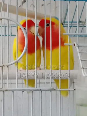 Lovebirds for Sale (Without Cage)
