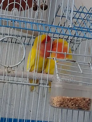 Lovebirds for Sale (Without Cage)