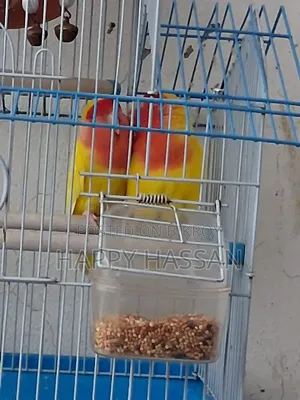 Lovebirds for Sale (Without Cage)