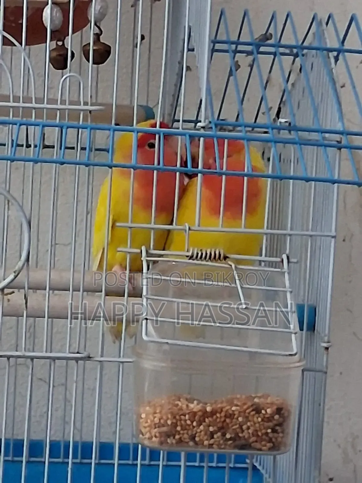 Lovebirds for Sale (Without Cage)