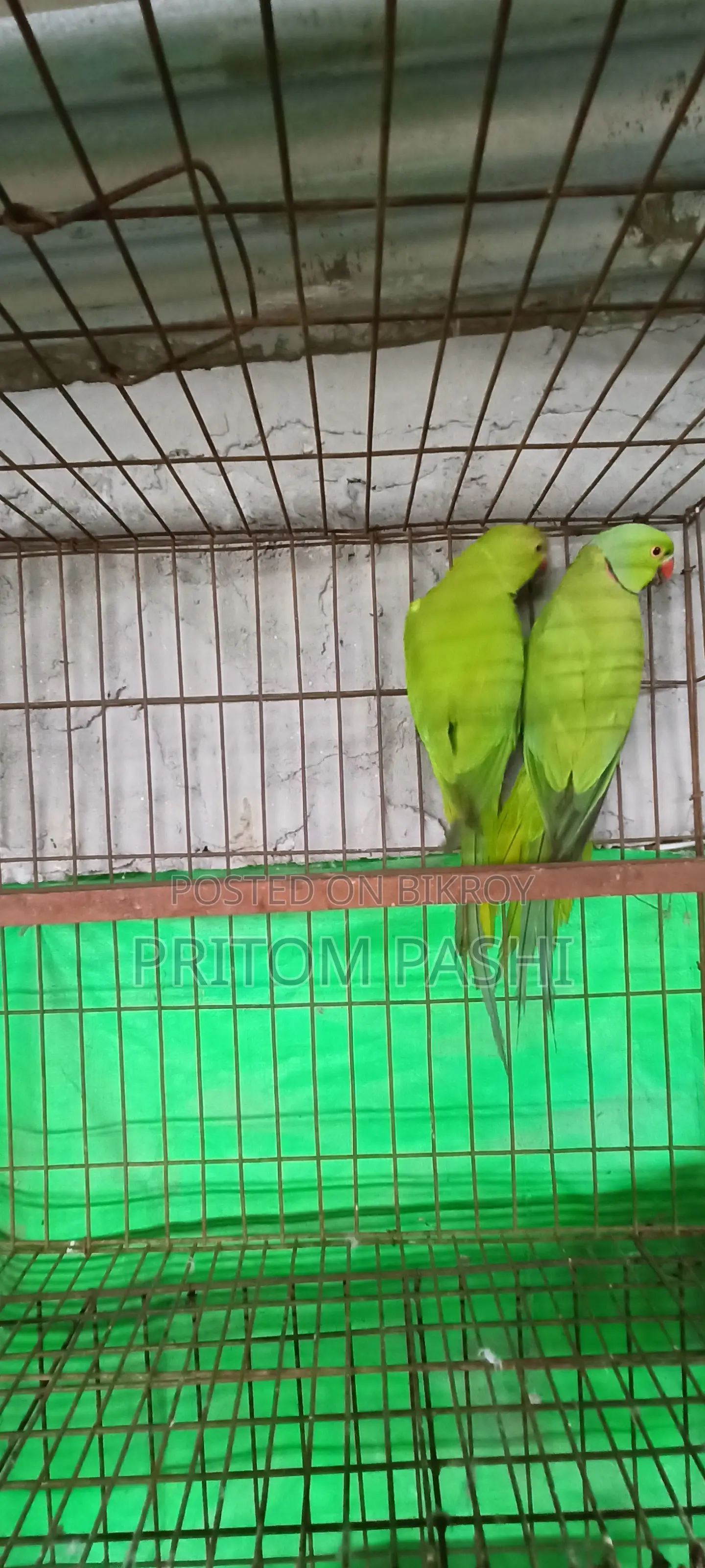 ইন্ডিয়ান রিংনেক
