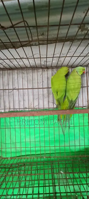 ইন্ডিয়ান রিংনেক