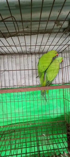 ইন্ডিয়ান রিংনেক