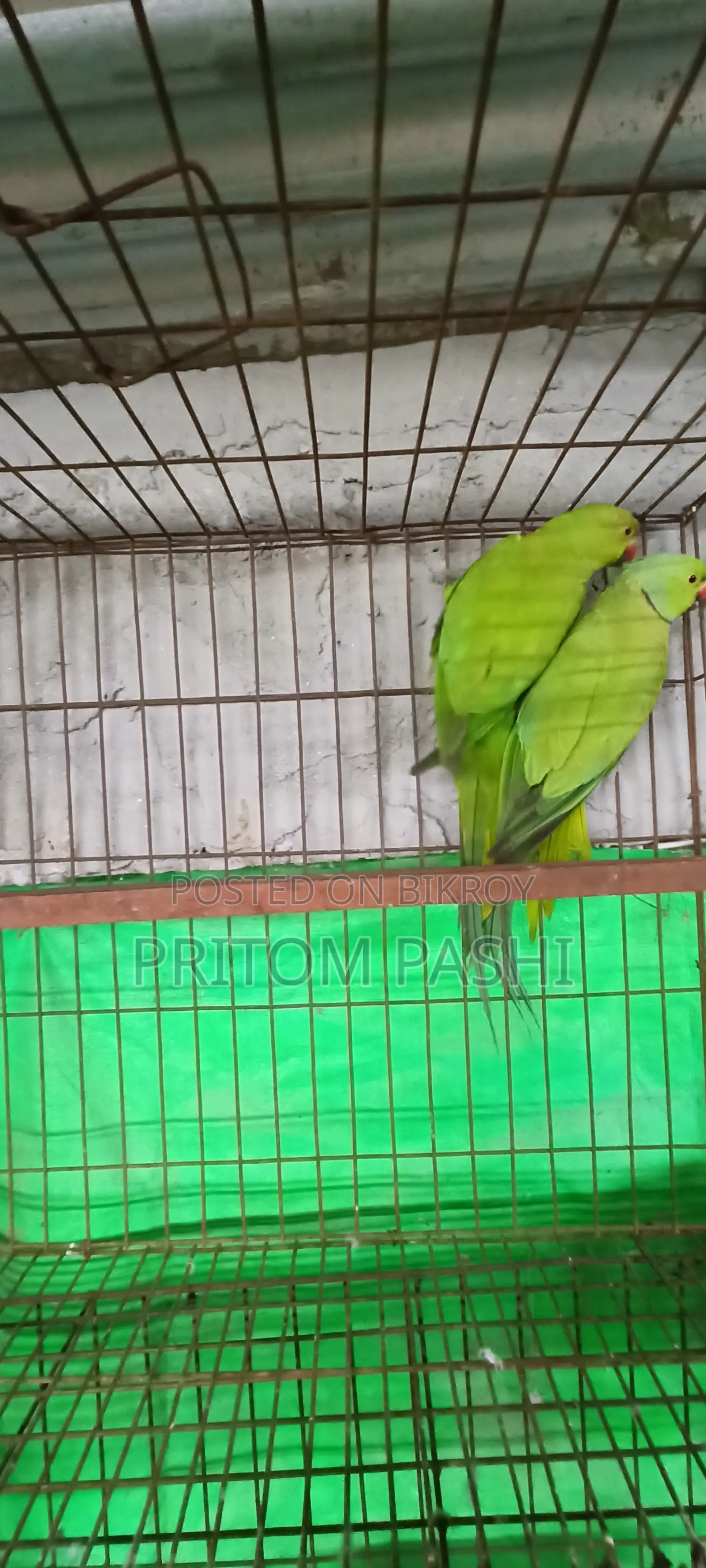 ইন্ডিয়ান রিংনেক