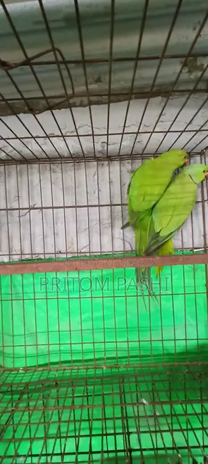 ইন্ডিয়ান রিংনেক