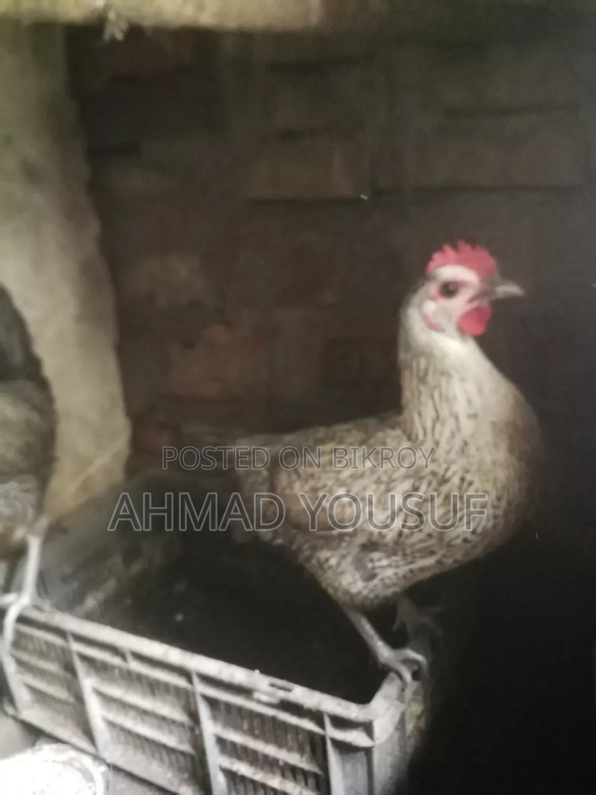 2pc Running Chicken for Sale