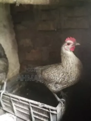 2pc Running Chicken for Sale