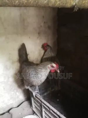 2pc Running Chicken for Sale