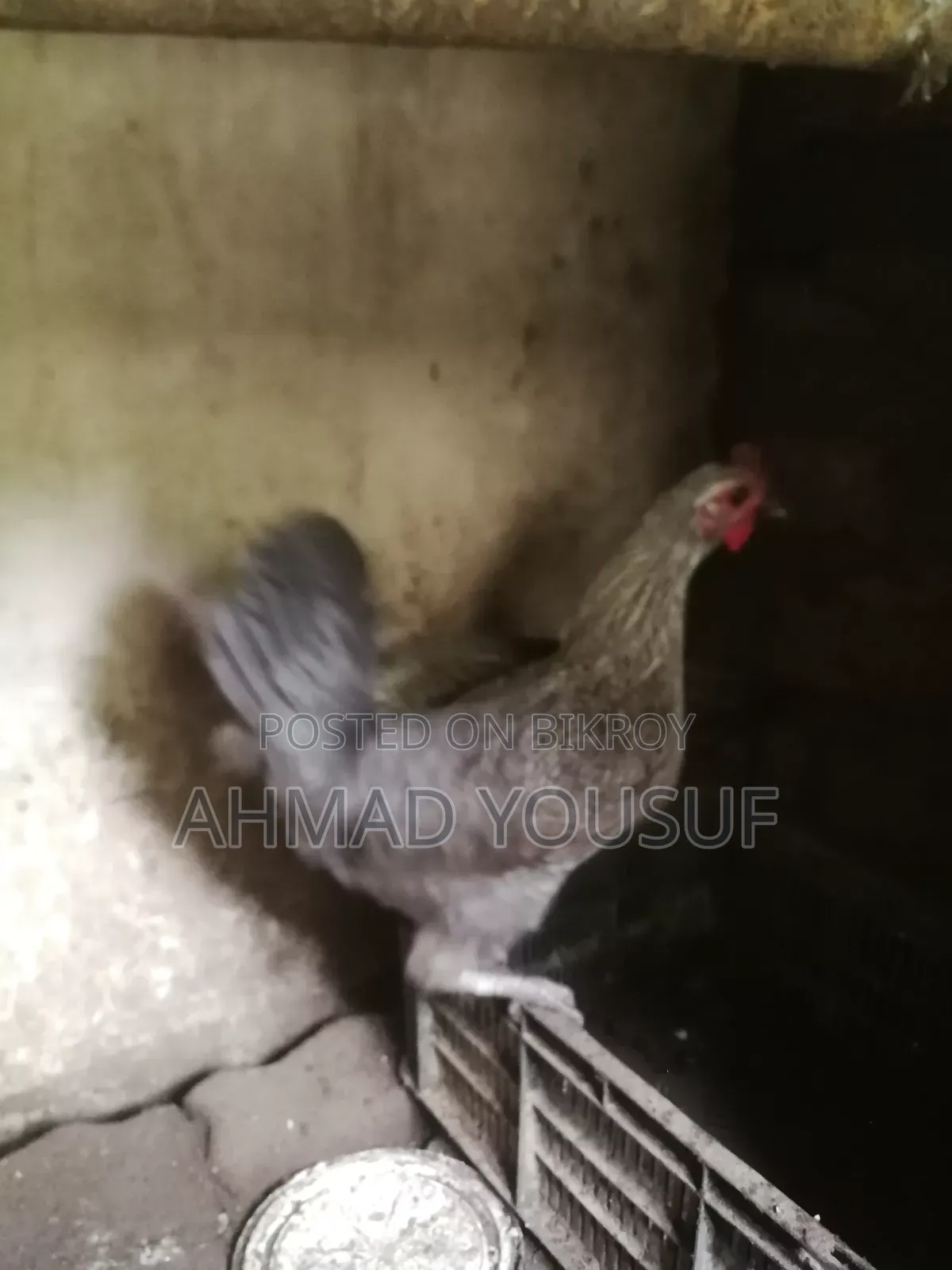2pc Running Chicken for Sale