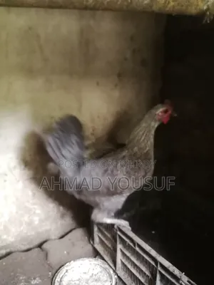 2pc Running Chicken for Sale