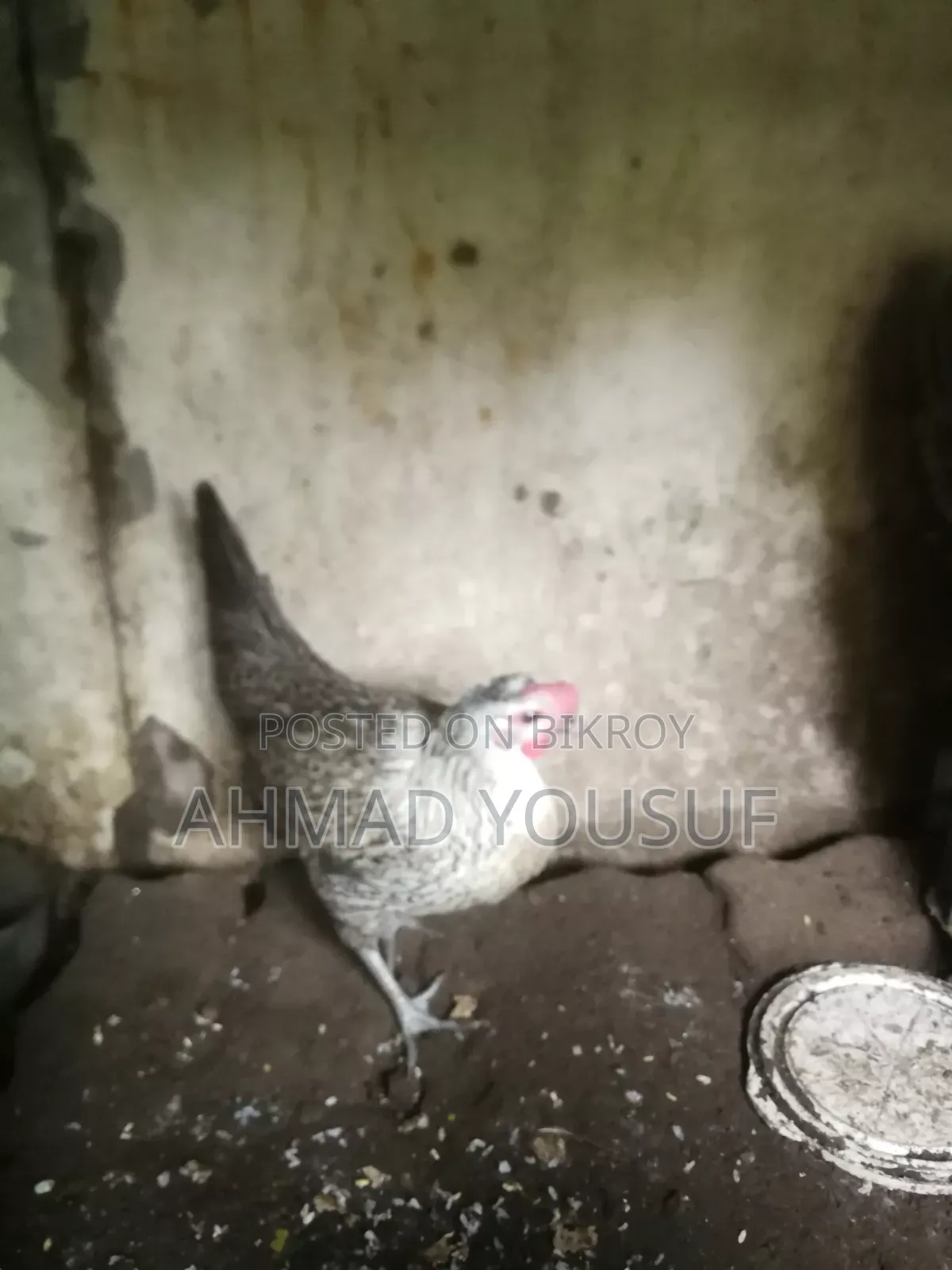 2pc Running Chicken for Sale