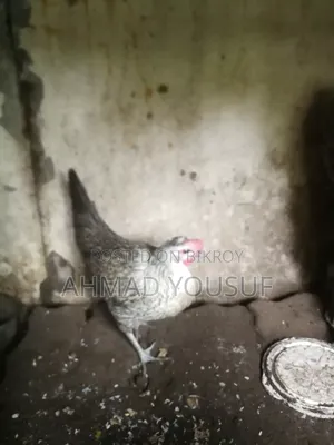 2pc Running Chicken for Sale