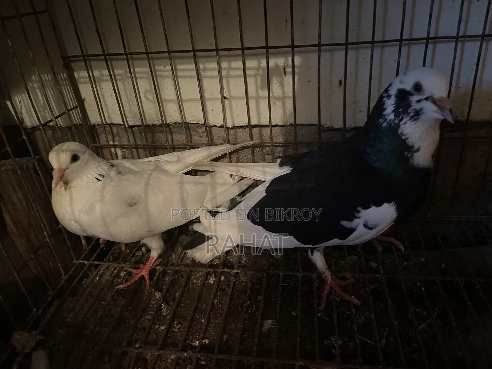Goula X King Koboutor