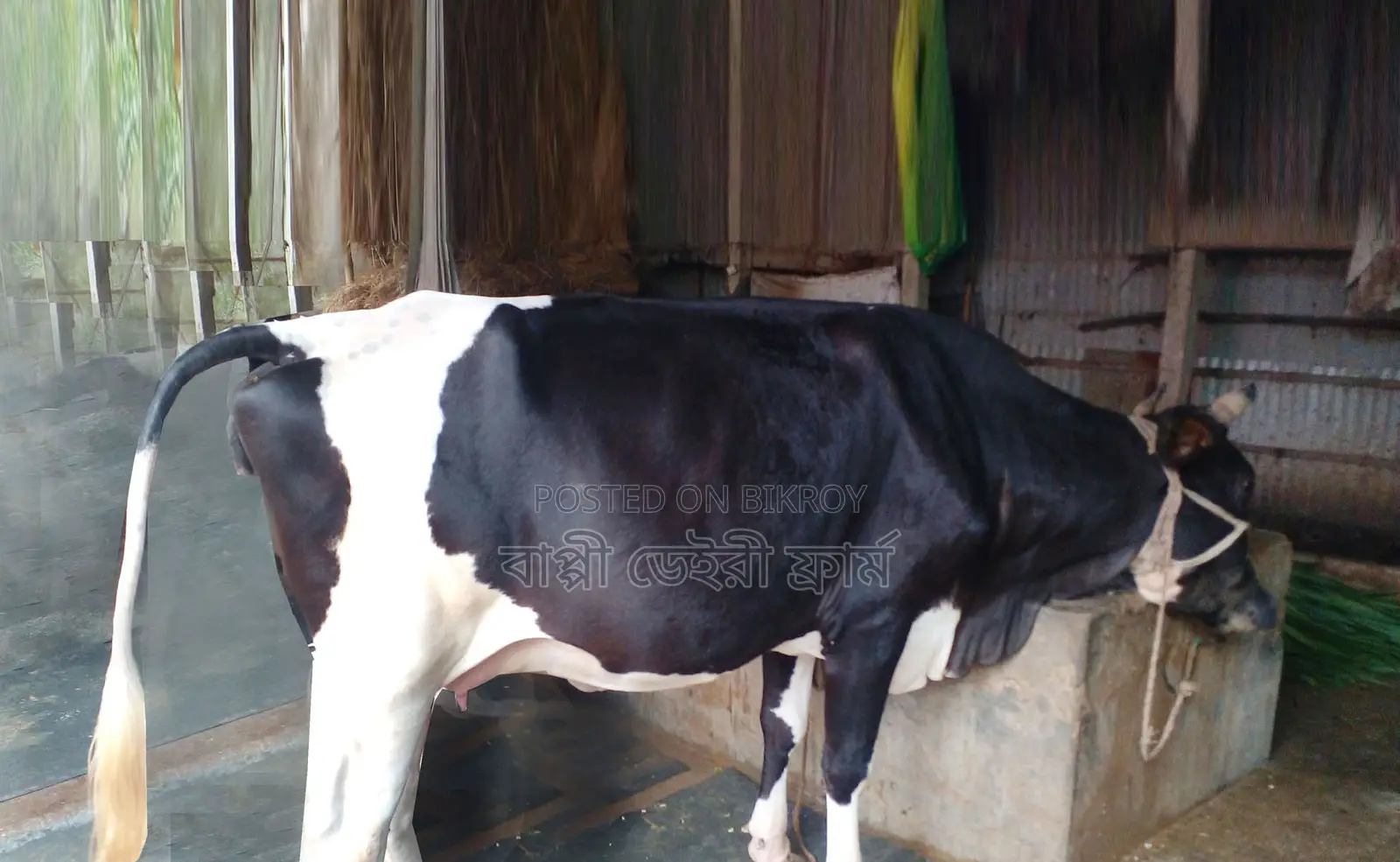Improve Breed Dairy Cow No. 1451