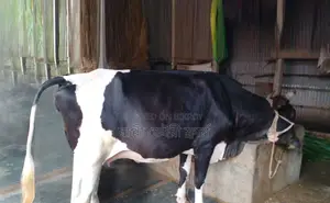 Improve Breed Dairy Cow No. 1451