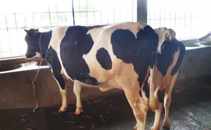 2 improved breed cows from number 1453 will be sold.