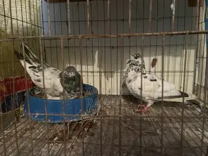 গিরিবাজ এক্স দেশী