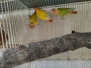 লাভ বার্ড পাখি বিক্রি হবে