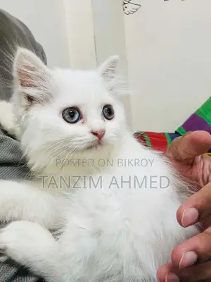 1-3 months Female Purebred Persian