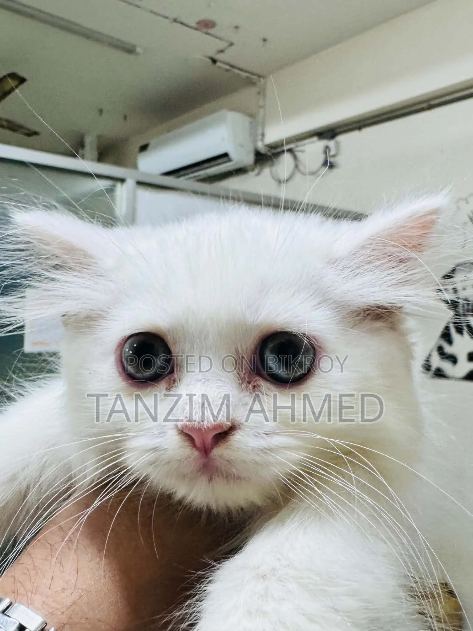 1-3 months Female Purebred Persian