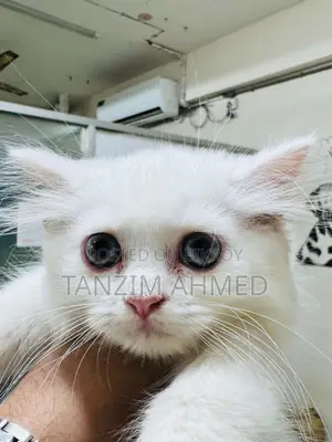 1-3 months Female Purebred Persian