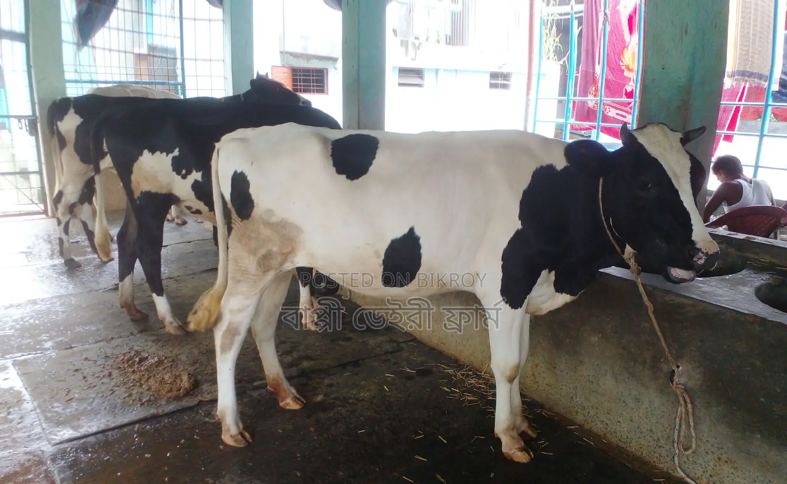 Sale of 3 improved breed heifers, serial no. 1455. Buy for rearing.